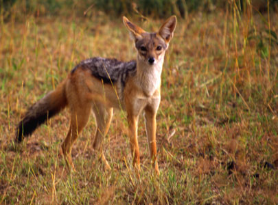 african jackal